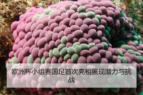ou-zhou-bei-xiao-zu-sai-guo-zu-shou-ci-liang-xiang-zhan-xian-qian-li-yu-tiao-zhan-2-688.jpg